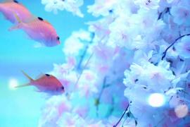 Сезон цветения сакуры празднуют в океанариуме в Токио