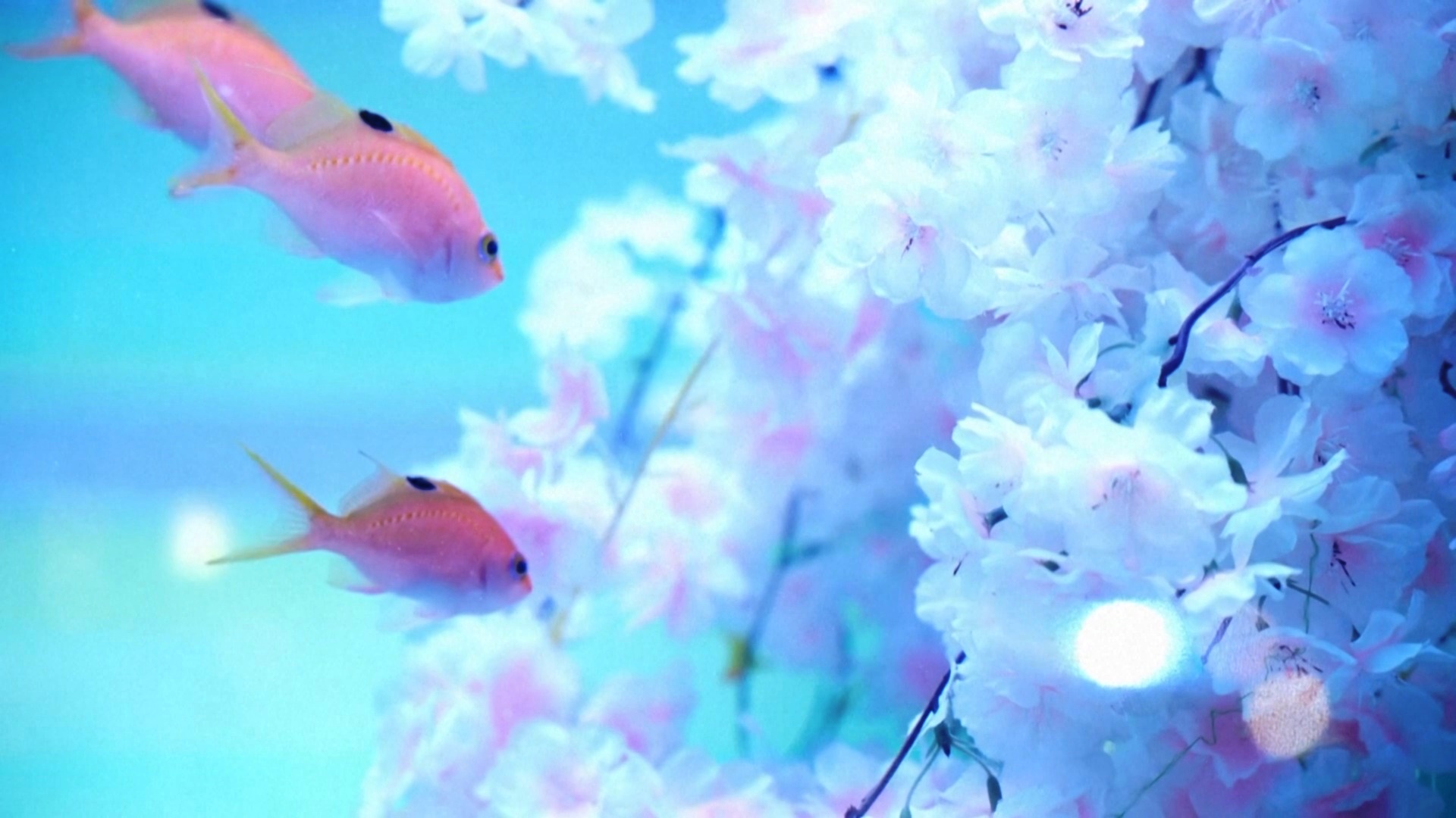 Сезон цветения сакуры празднуют в океанариуме в Токио Сезон цветения сакуры празднуют в океанариуме в Токио