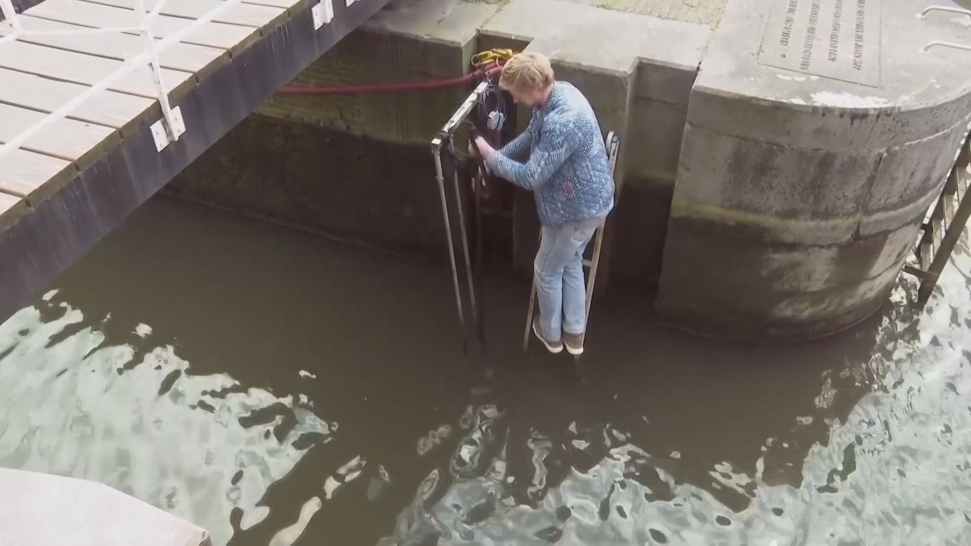 Как «дверной звонок» помогает рыбе проплывать через шлюз в Нидерландах Как «дверной звонок» помогает рыбе проплывать через шлюз в Нидерландах