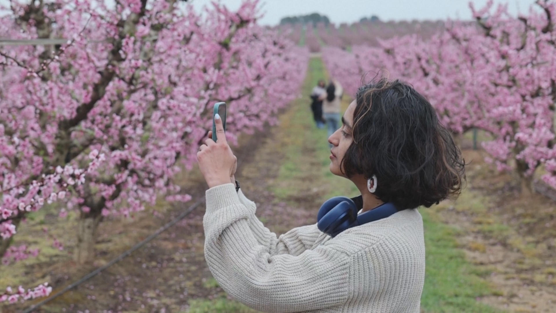 Цветущие персиковые сады завораживают туристов в Испании Цветущие персиковые сады завораживают туристов в Испании