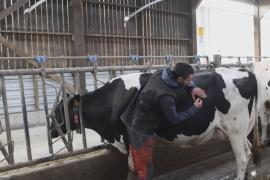 Французские фермеры учатся лечить коров иглоукалыванием