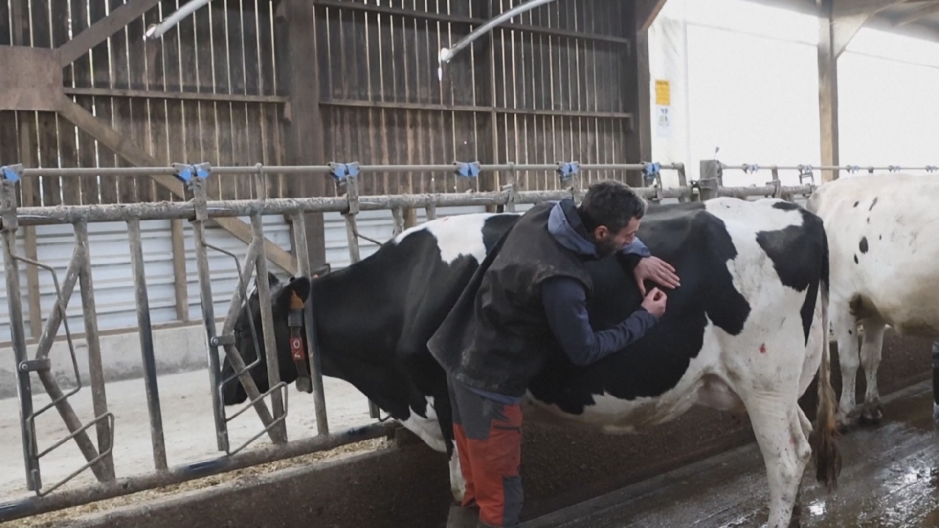 Французские фермеры учатся лечить коров иглоукалыванием Французские фермеры учатся лечить коров иглоукалыванием