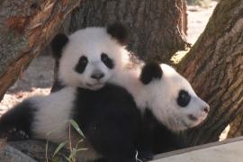 Детёныши панды Лени и Лотти впервые играют в открытом вольере в Берлинском зоопарке