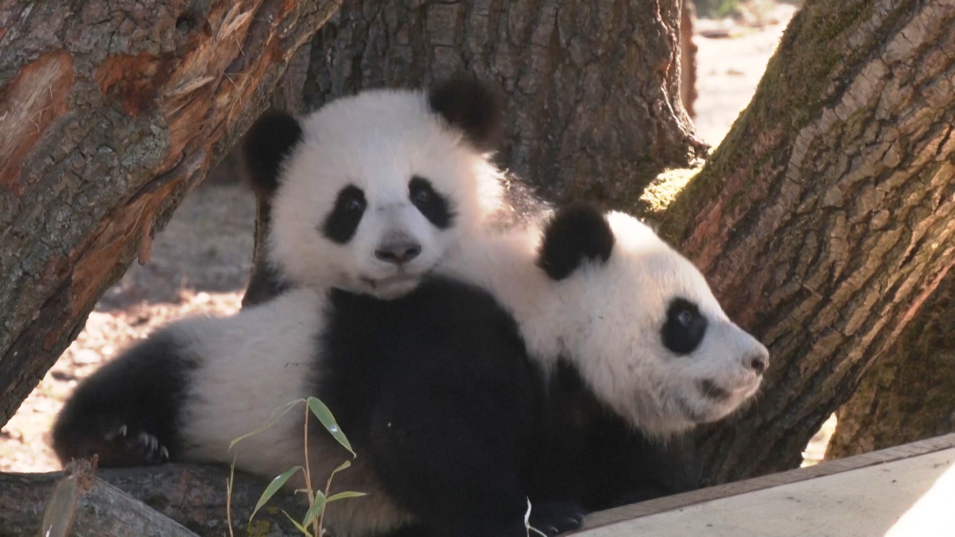 Детёныши панды Лени и Лотти впервые играют в открытом вольере в Берлинском зоопарке