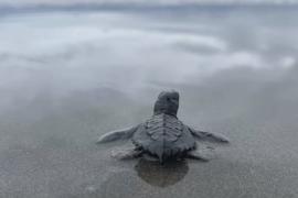 В Венесуэле волонтёры ищут кладки морских черепах