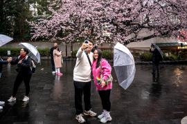 Цветение сакуры, бесплатные визы и окрепший рубль побуждают россиян ехать в Японию