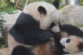 В Гонконге панды-близнецы воссоединились с мамой для публичного дебюта