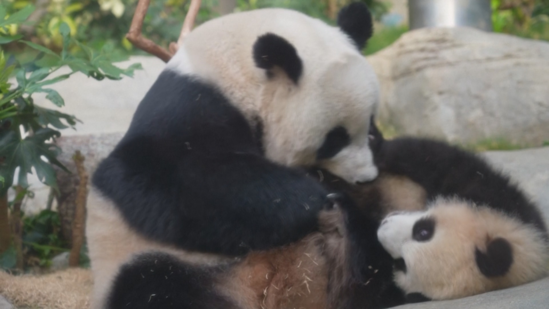 В Гонконге панды-близнецы воссоединились с мамой для публичного дебюта