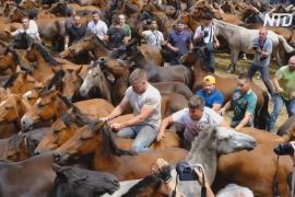 «Побрить дикую лошадь»: как в испанской Галисии сохраняют старинную традицию