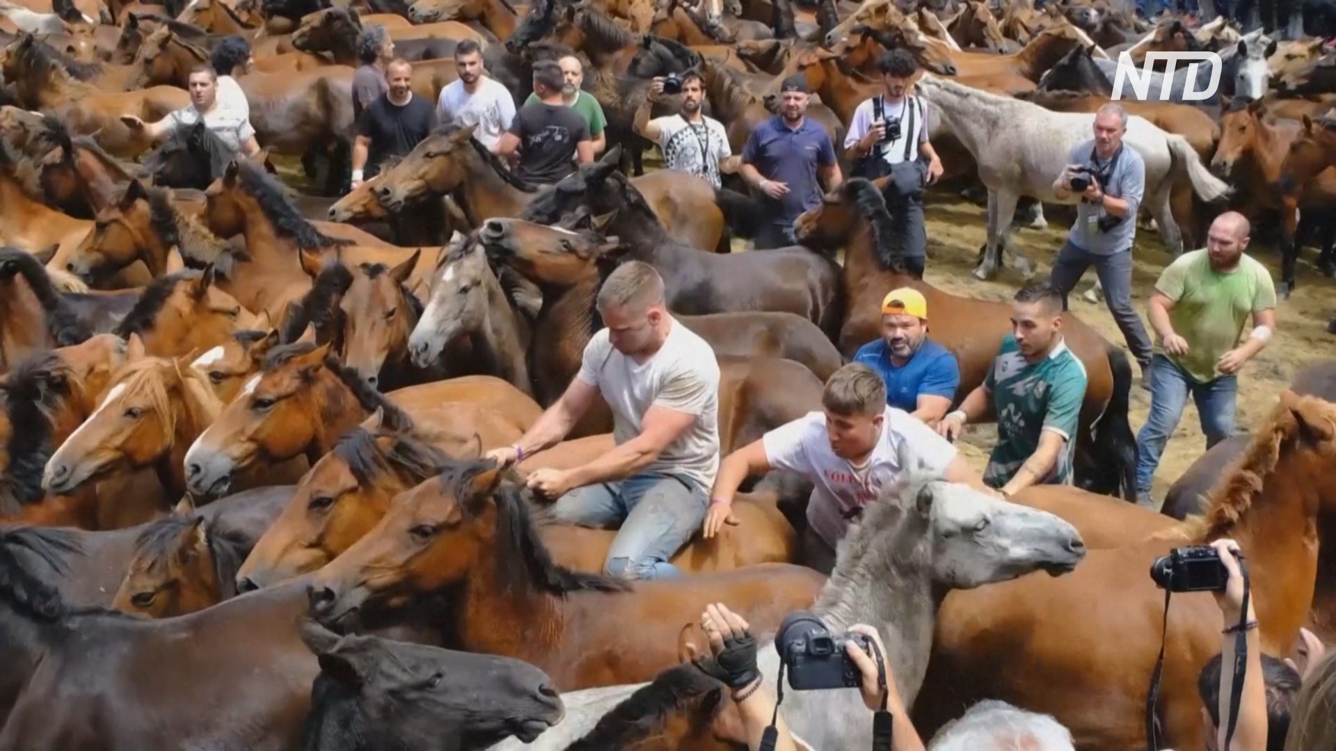 «Побрить дикую лошадь»: как в испанской Галисии сохраняют старинную традицию