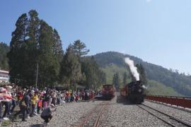 На Тайване туристы любуются цветущей сакурой из окон ретропоезда