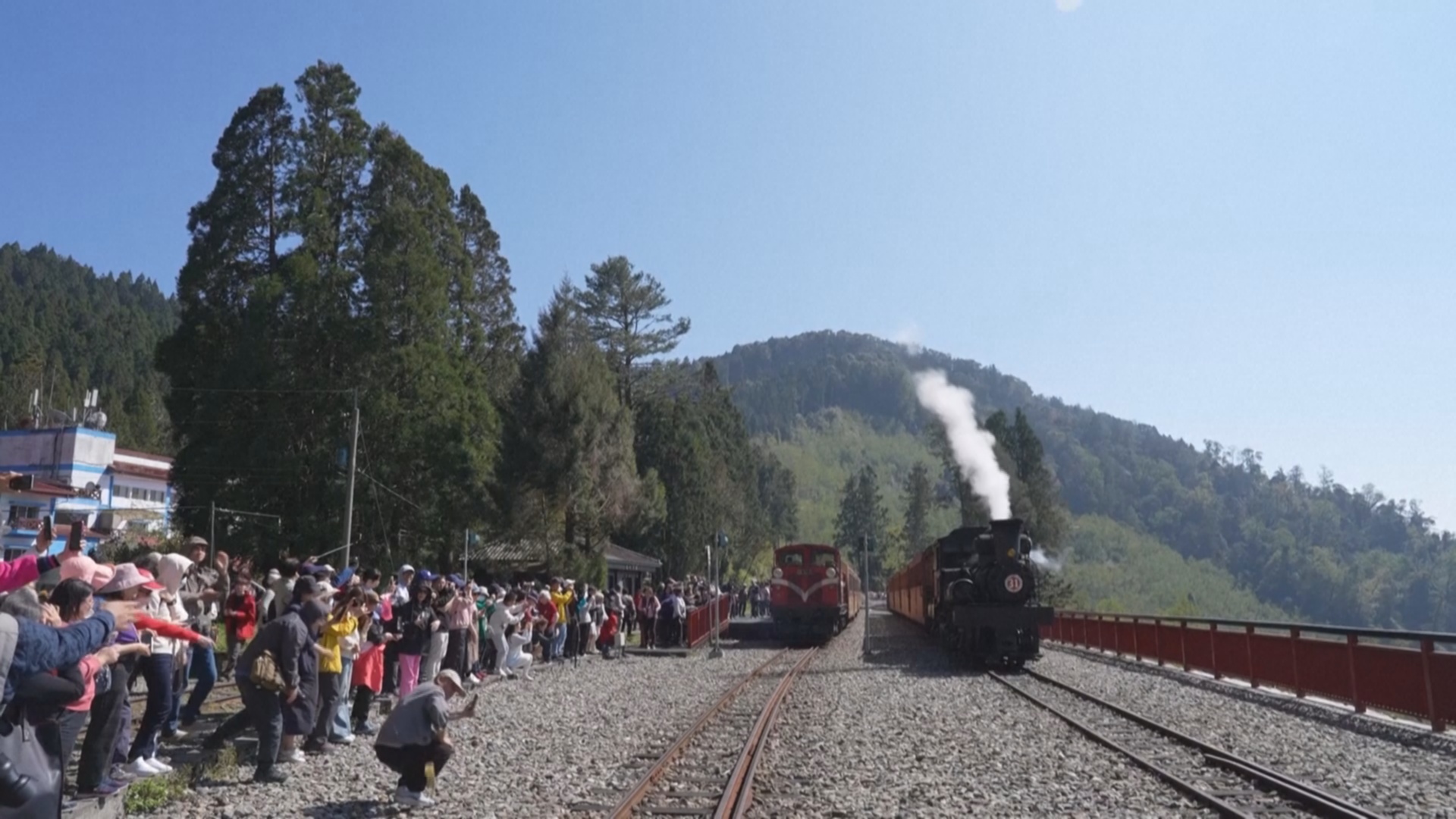 На Тайване туристы любуются цветущей сакурой из окон ретропоезда