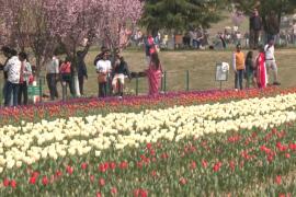 Миллион тюльпанов зацвёл в индийском Кашмире