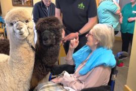 Ирландский фермер проводит альпакатерапию в домах престарелых