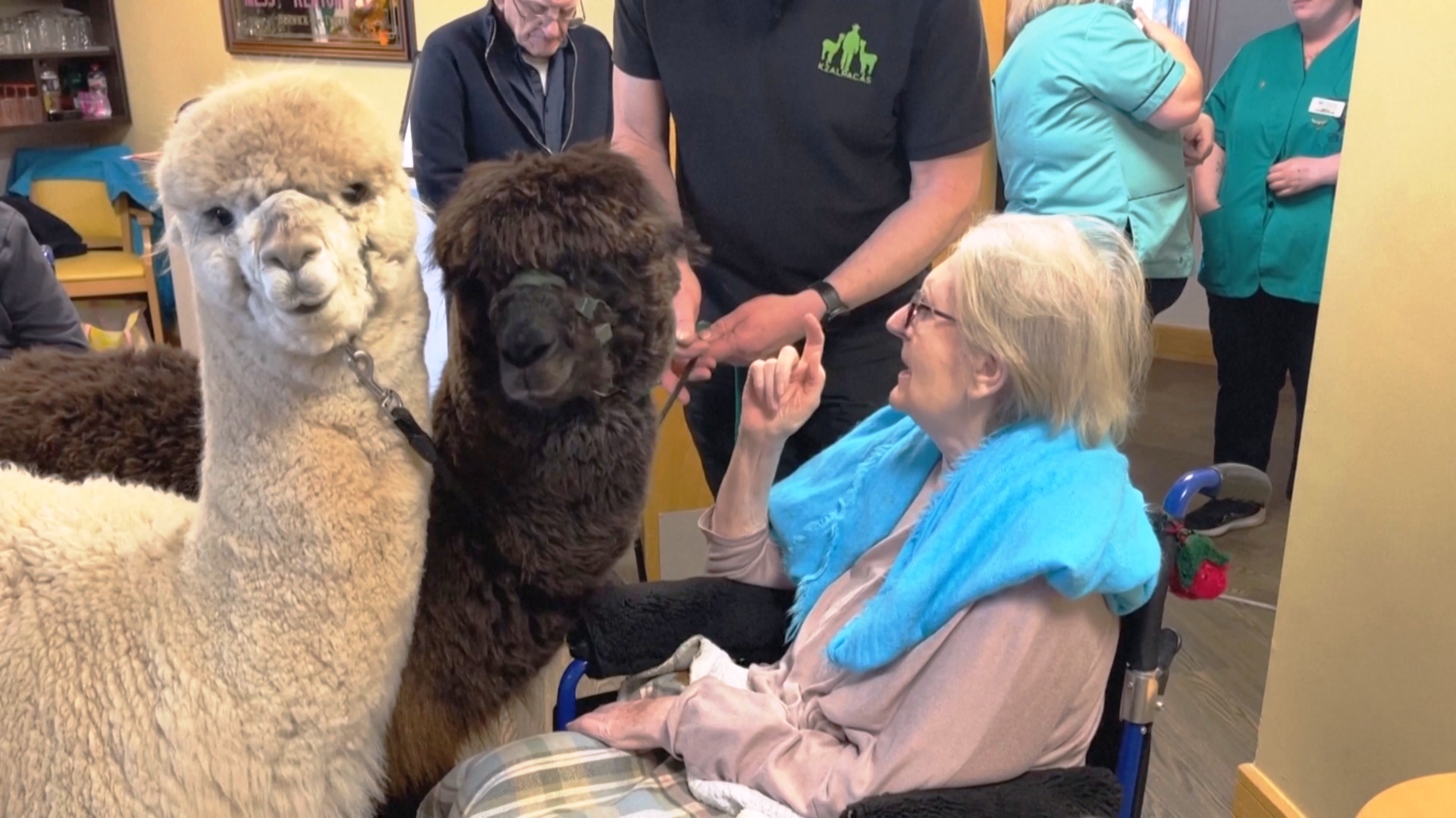 Ирландский фермер проводит альпакатерапию в домах престарелых Ирландский фермер проводит альпакатерапию в домах престарелых