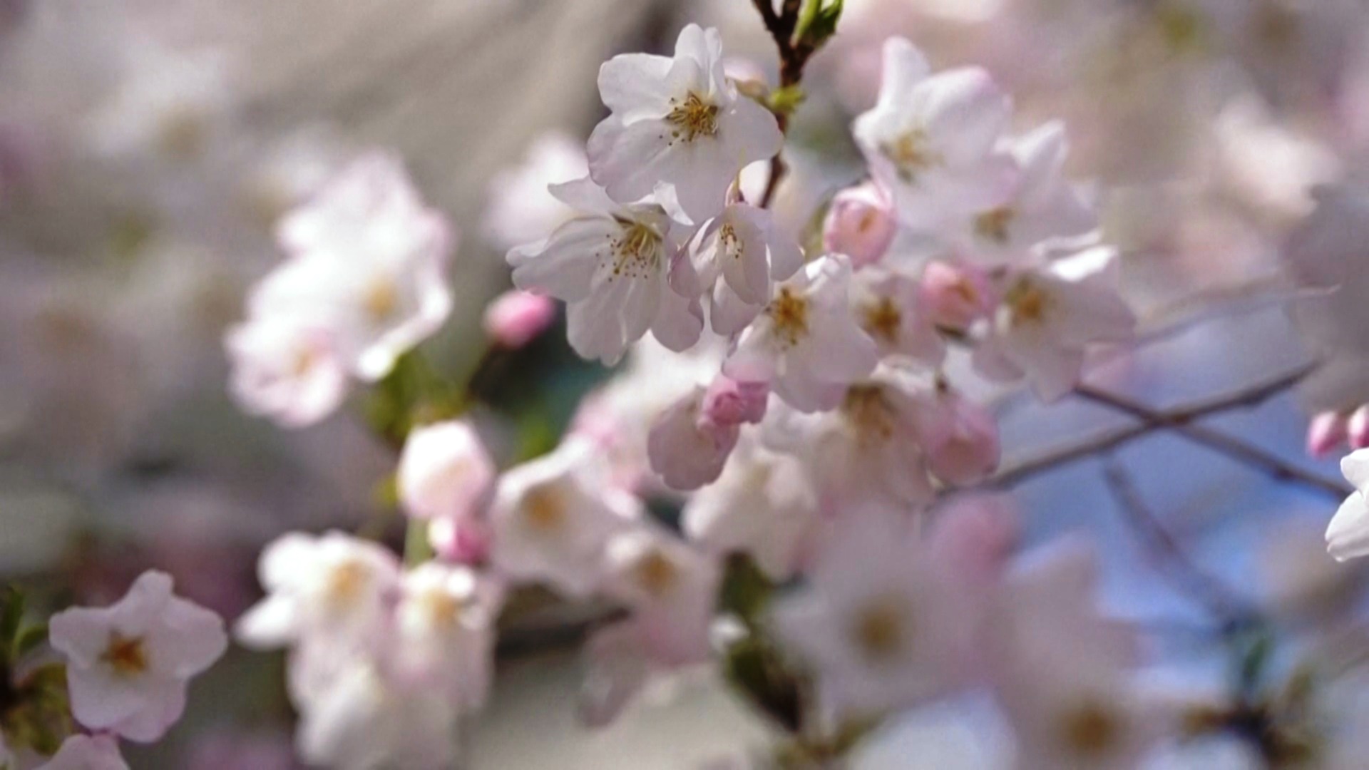 Сотни деревьев сакуры цветут в Вашингтоне