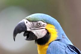 Более 10 спасённых сине-жёлтых ара вернули в дикую природу в Бразилии