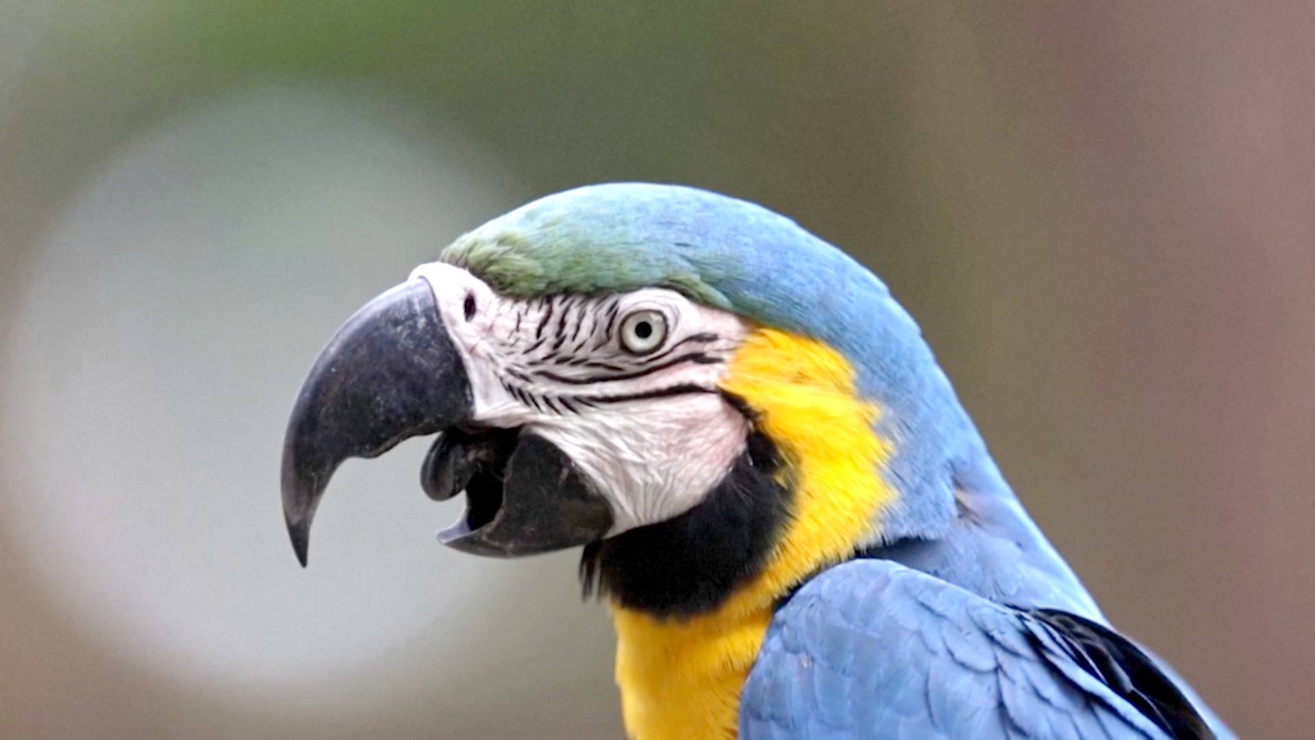 Более 10 спасённых сине-жёлтых ара вернули в дикую природу в Бразилии Более 10 спасённых сине-жёлтых ара вернули в дикую природу в Бразилии