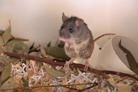 В Австралии восстанавливают популяцию дымчатой мыши