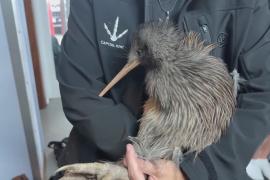 В Новой Зеландии редких киви спасают от инвазивных хищников