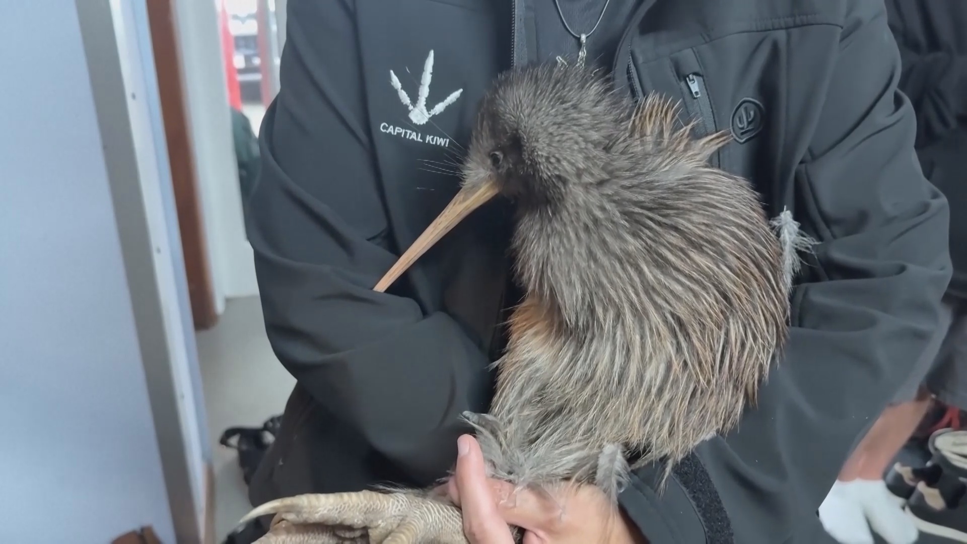 В Новой Зеландии редких киви спасают от инвазивных хищников В Новой Зеландии редких киви спасают от инвазивных хищников