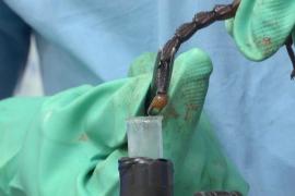 Нигерийская ферма собирает яд скорпионов, рассчитывая получить миллионы долларов