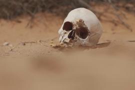 Волонтёры разыскивают останки мигрантов в пустыне у границы США с Мексикой