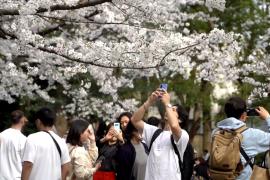 В Токио и Вашингтоне наступил пик цветения сакуры