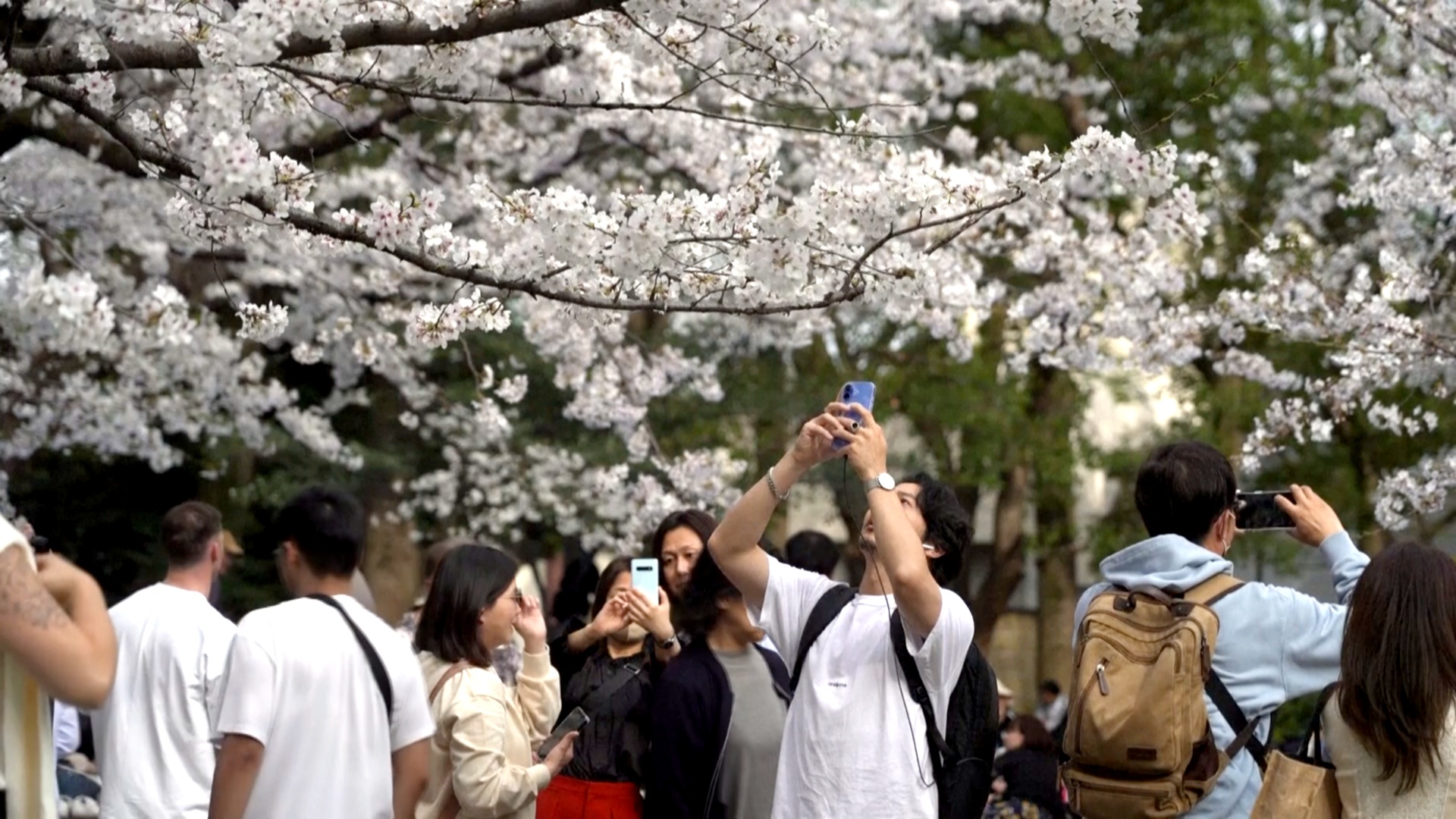 В Токио и Вашингтоне наступил пик цветения сакуры