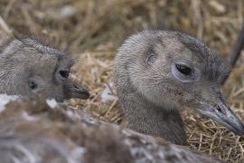 Аргентина помогает Чили вернуть в дикую природу редких нанду