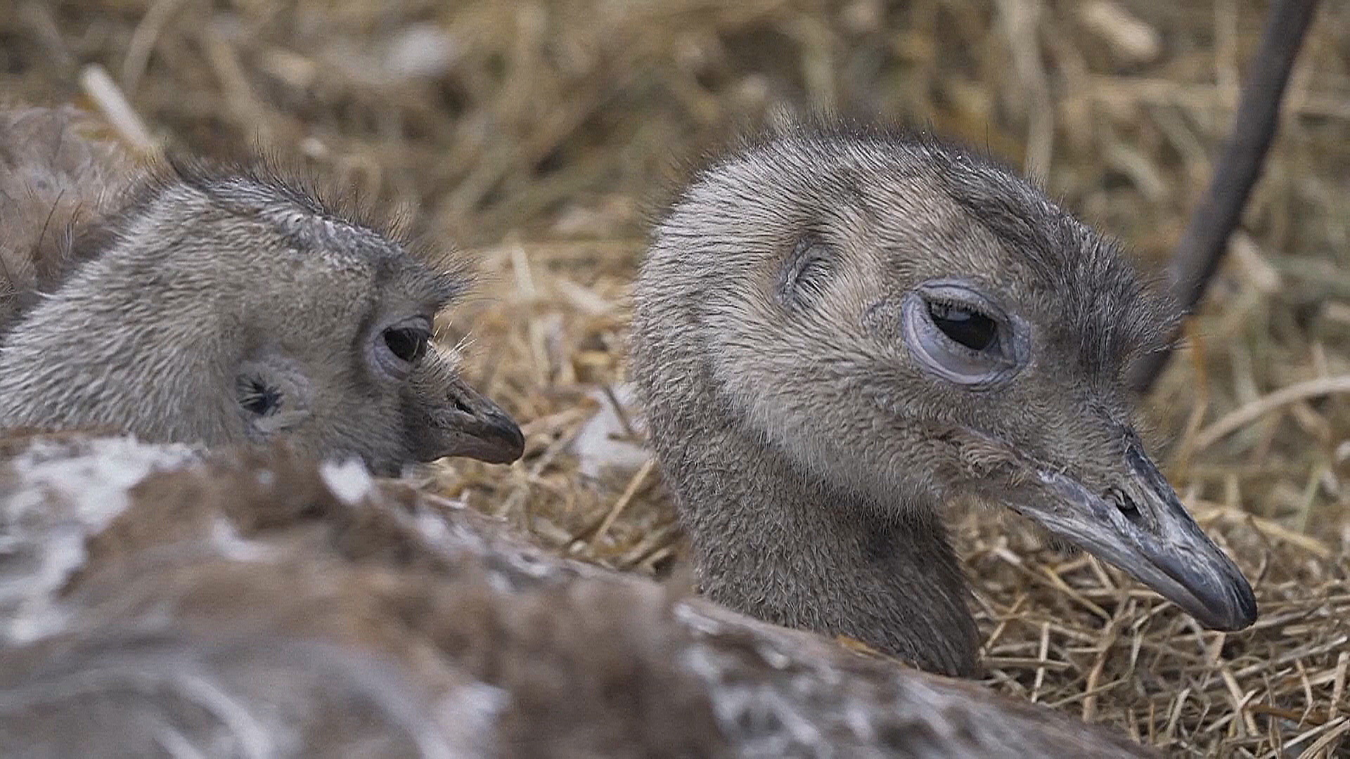 Аргентина помогает Чили вернуть в дикую природу редких нанду Аргентина помогает Чили вернуть в дикую природу редких нанду