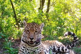 В Аргентине самку ягуара переселили из одного заповедника в другой