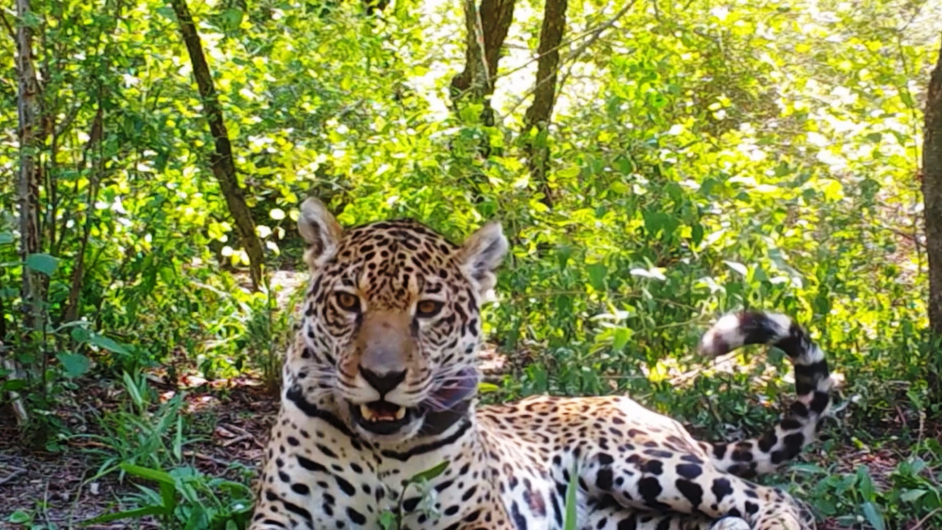 В Аргентине самку ягуара переселили из одного заповедника в другой В Аргентине самку ягуара переселили из одного заповедника в другой
