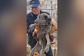 Волонтёры спасают домашних питомцев после сильнейших лесных пожаров в Южной Корее