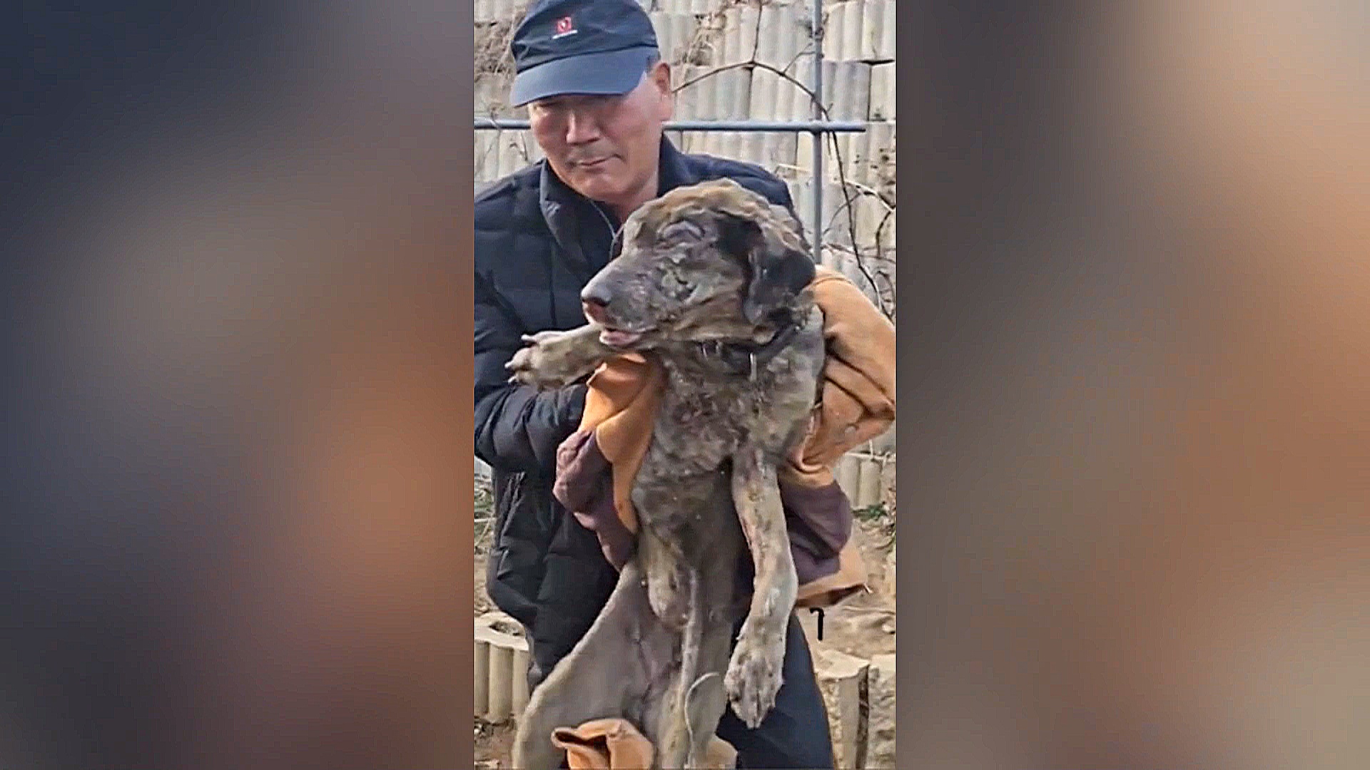 Волонтёры спасают домашних питомцев после сильнейших лесных пожаров в Южной Корее Волонтёры спасают домашних питомцев после сильнейших лесных пожаров в Южной Корее