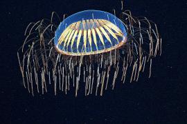 Что нашли на океаническом дне под отколовшимся айсбергом