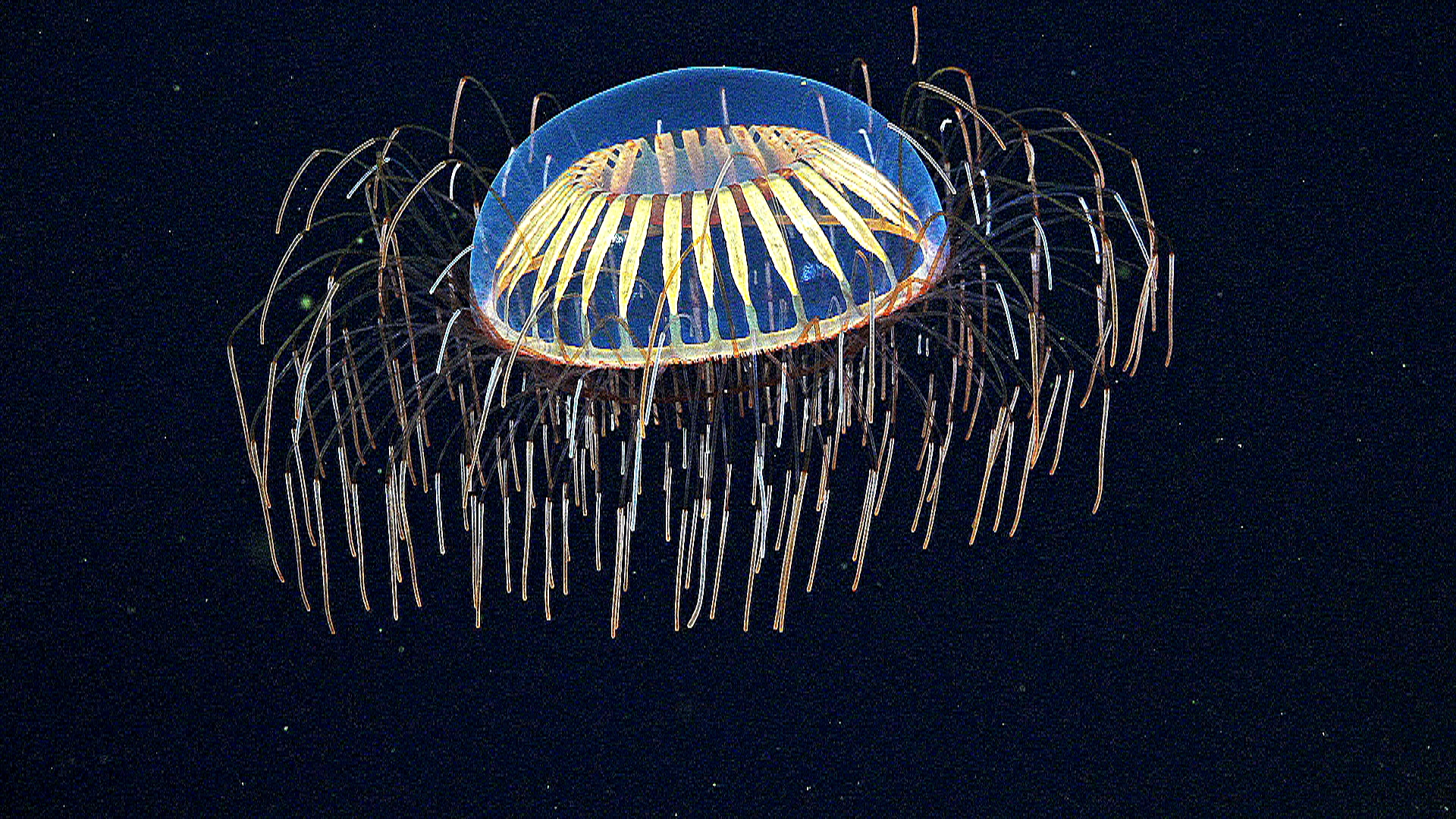 Что нашли на океаническом дне под отколовшимся айсбергом