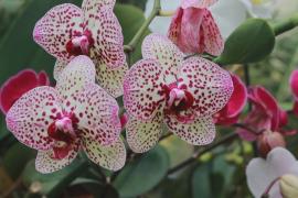 София в цвету: в столицу Болгарии пришла весна