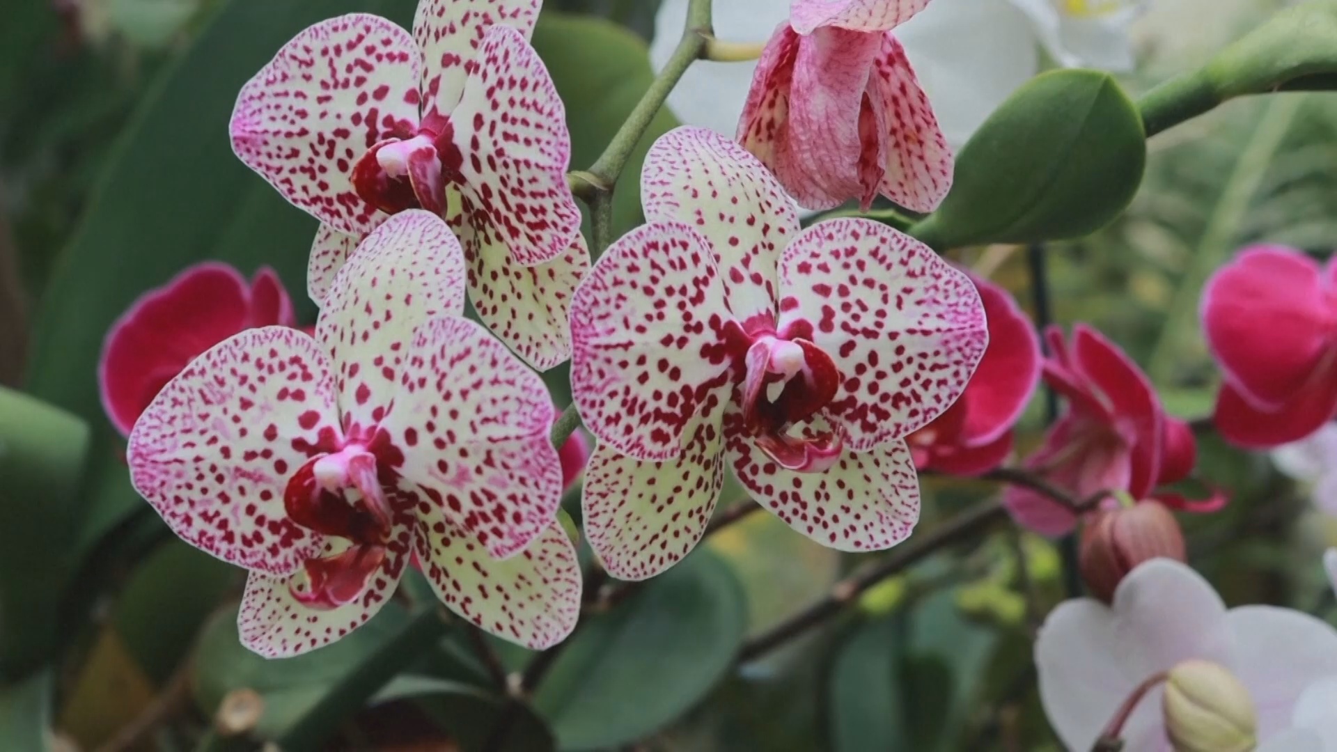 София в цвету: в столицу Болгарии пришла весна София в цвету: в столицу Болгарии пришла весна