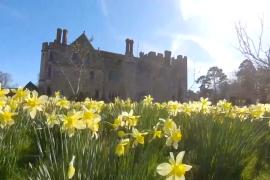 Тысячи нарциссов зацвели у замка Хивер, где жила Анна Болейн
