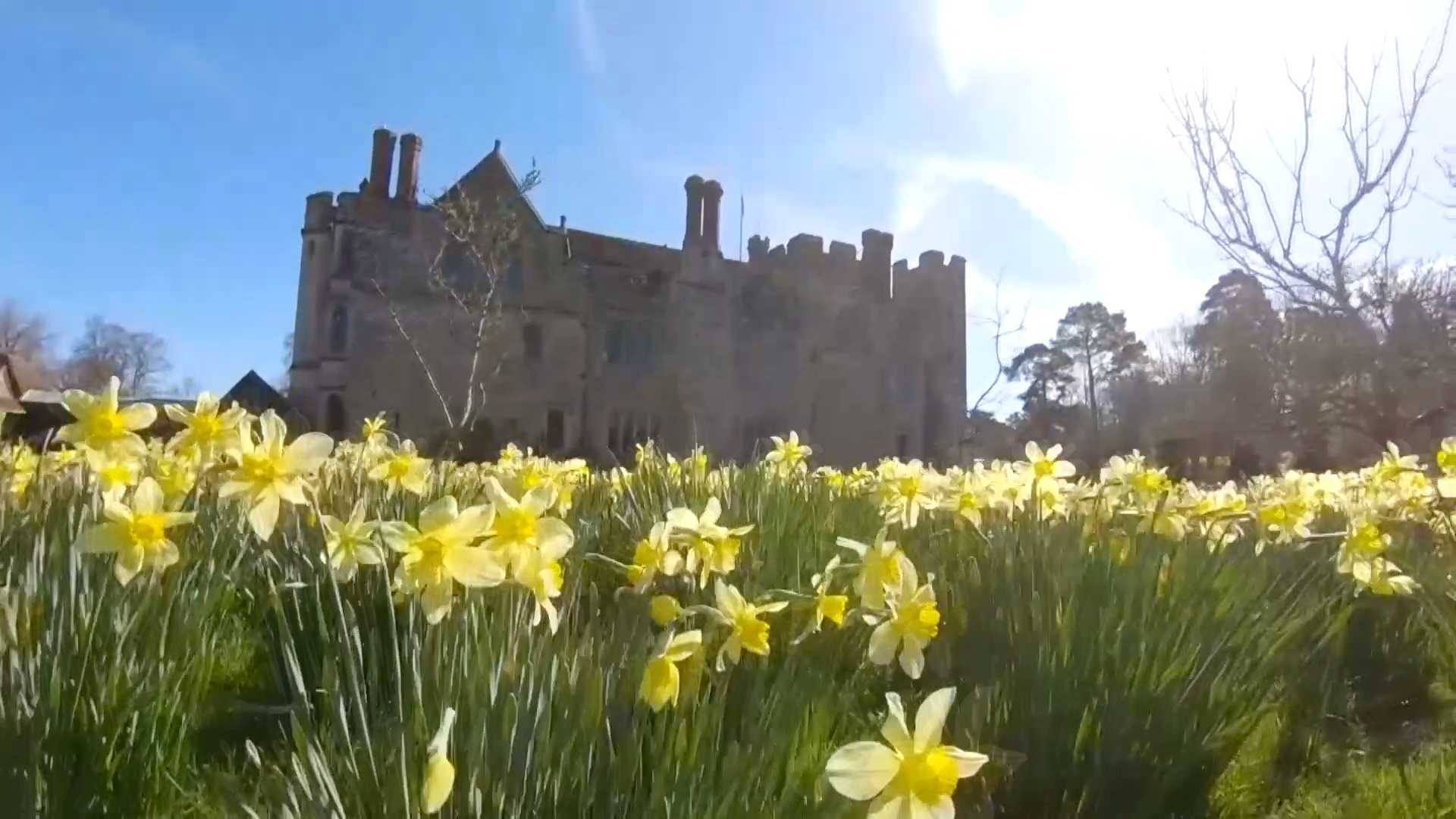Тысячи нарциссов зацвели у замка Хивер, где жила Анна Болейн