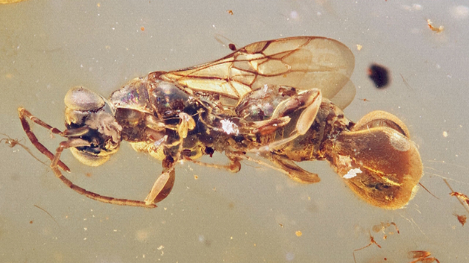 Оса с ловушкой, как у венериной мухоловки, обитала в эпоху динозавров Оса с ловушкой, как у венериной мухоловки, обитала в эпоху динозавров