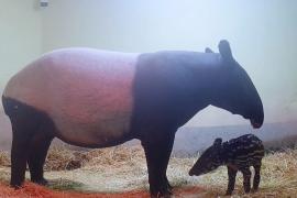 В Испании впервые родился редкий чепрачный тапир