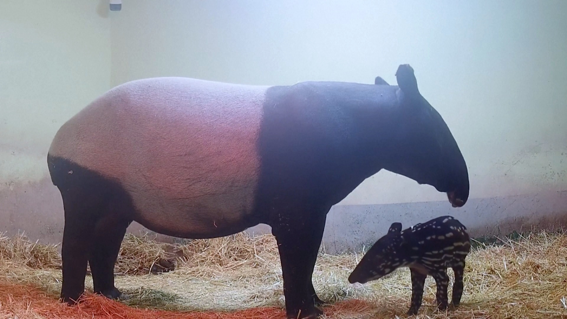 В Испании впервые родился редкий чепрачный тапир