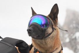 В Италии собаки-спасатели учатся вызволять людей из снежной ловушки