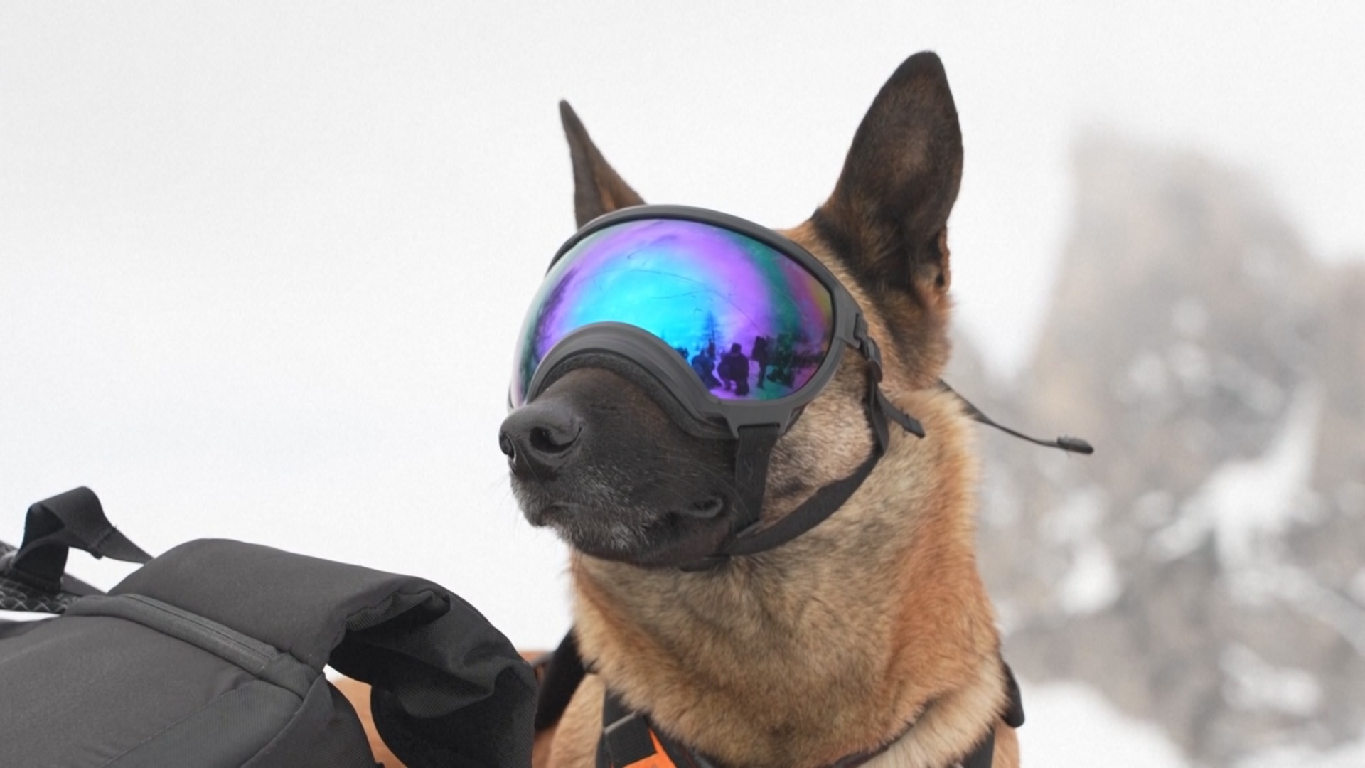 В Италии собаки-спасатели учатся вызволять людей из снежной ловушки В Италии собаки-спасатели учатся вызволять людей из снежной ловушки