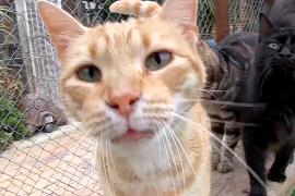 Дом престарелых для кошек работает в одном из городов ЮАР