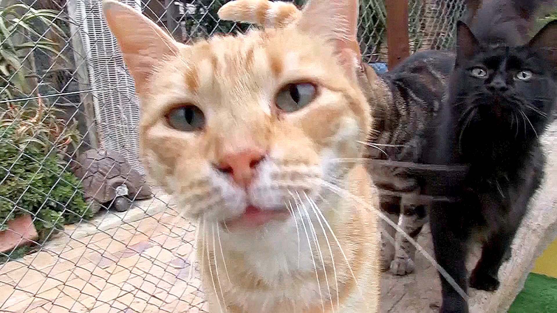 Дом престарелых для кошек работает в одном из городов ЮАР Дом престарелых для кошек работает в одном из городов ЮАР