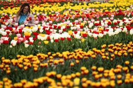 Нидерланды снова утопают в море тюльпанов