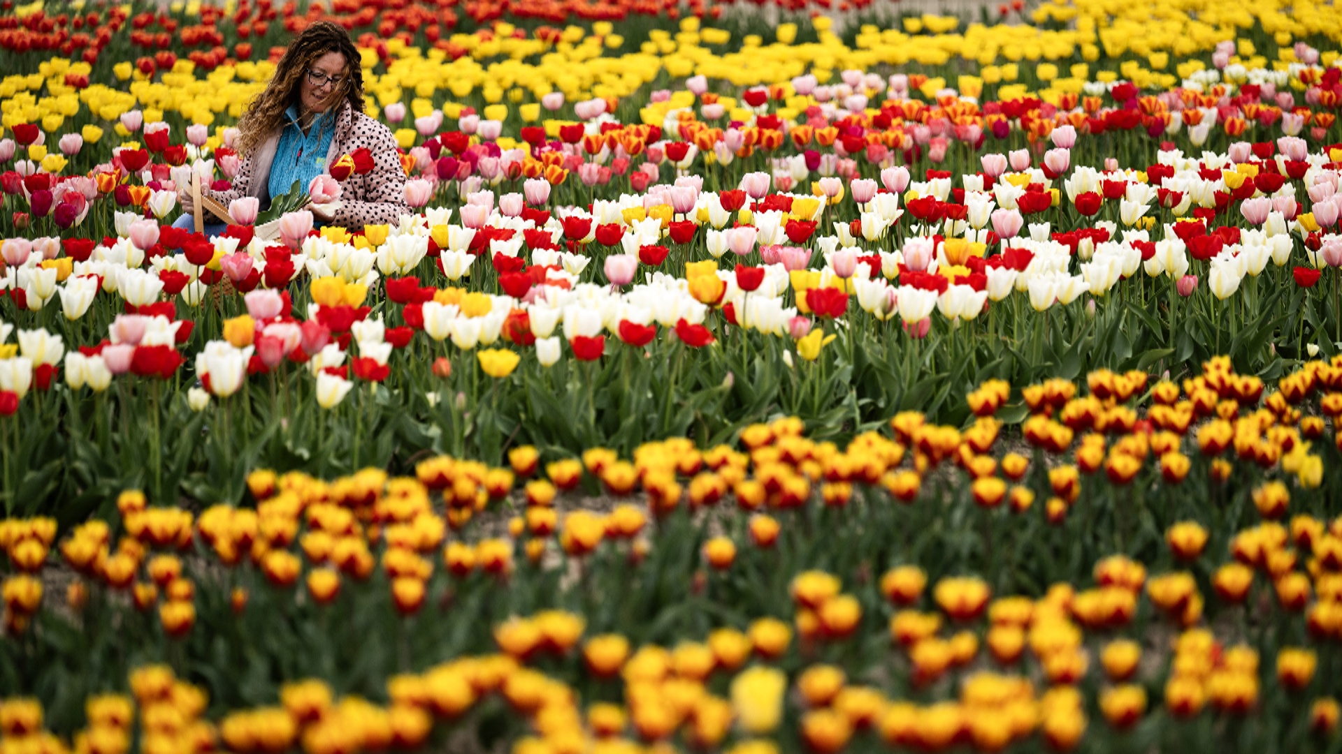 Нидерланды снова утопают в море тюльпанов Нидерланды снова утопают в море тюльпанов